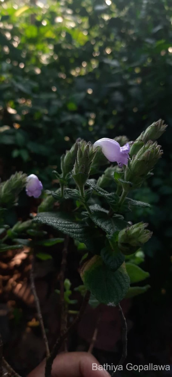 Strobilanthes gardneriana (Nees) T.Anderson